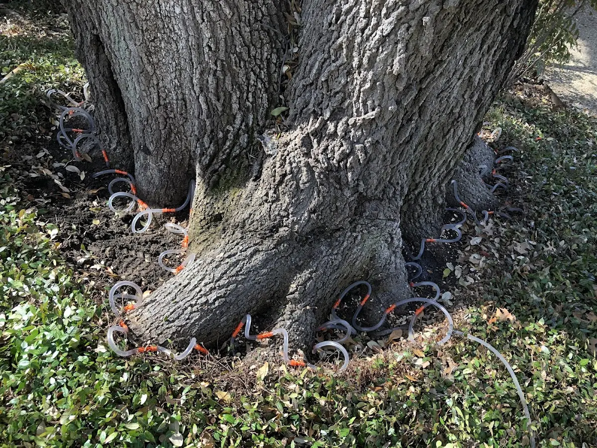 Detailed Tree Cabling and Bracing job site in Etlan