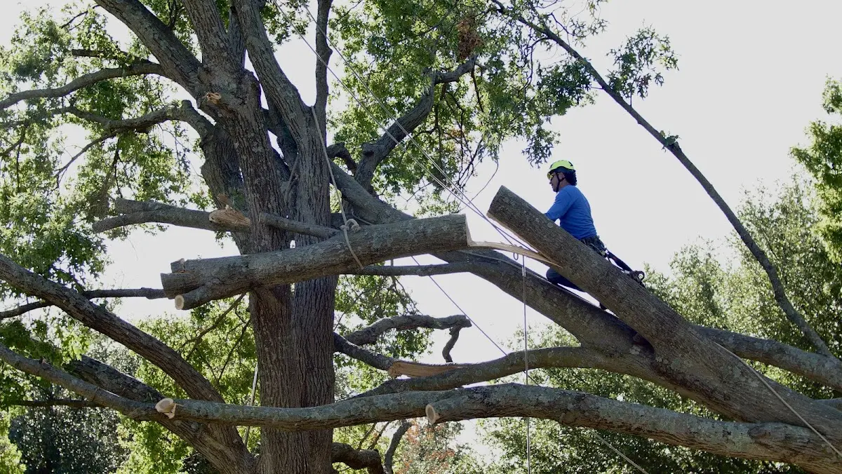 Professional Crown Thinning performed by certified arborists in Etlan