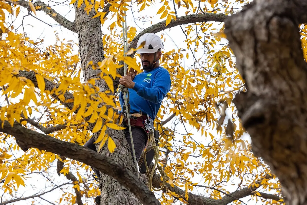 Skilled Tree Trimming crew working in Etlan