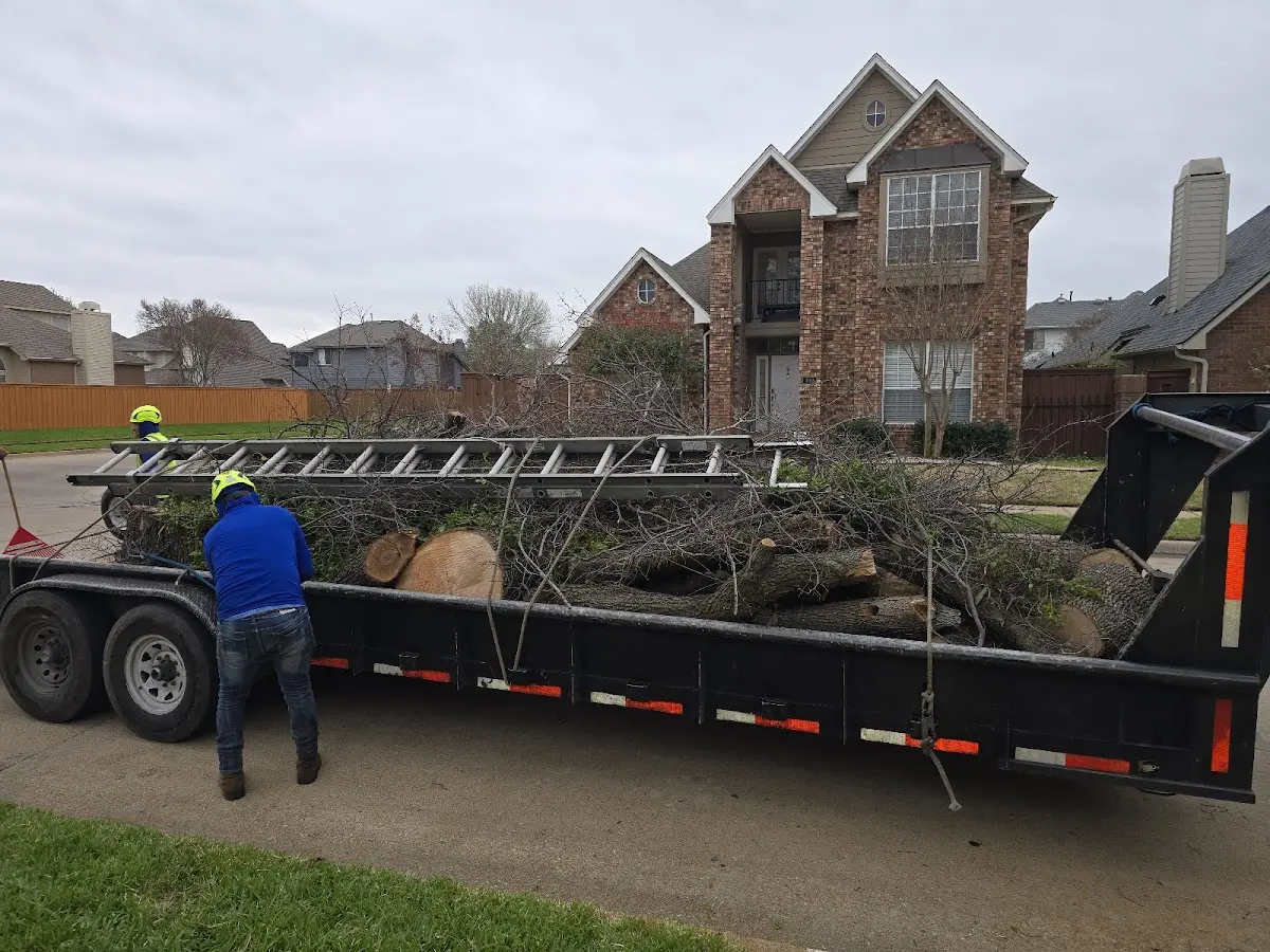Expert Tree Removal with proper safety equipment in Etlan